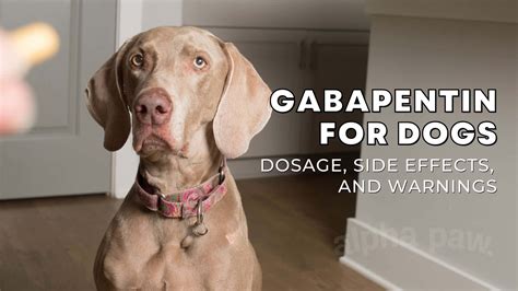 If you're concerned about the dose, talk to your vet before the next appointment and mention how long it took for the medication to wear off. . Gabapentin dog can t walk reddit
